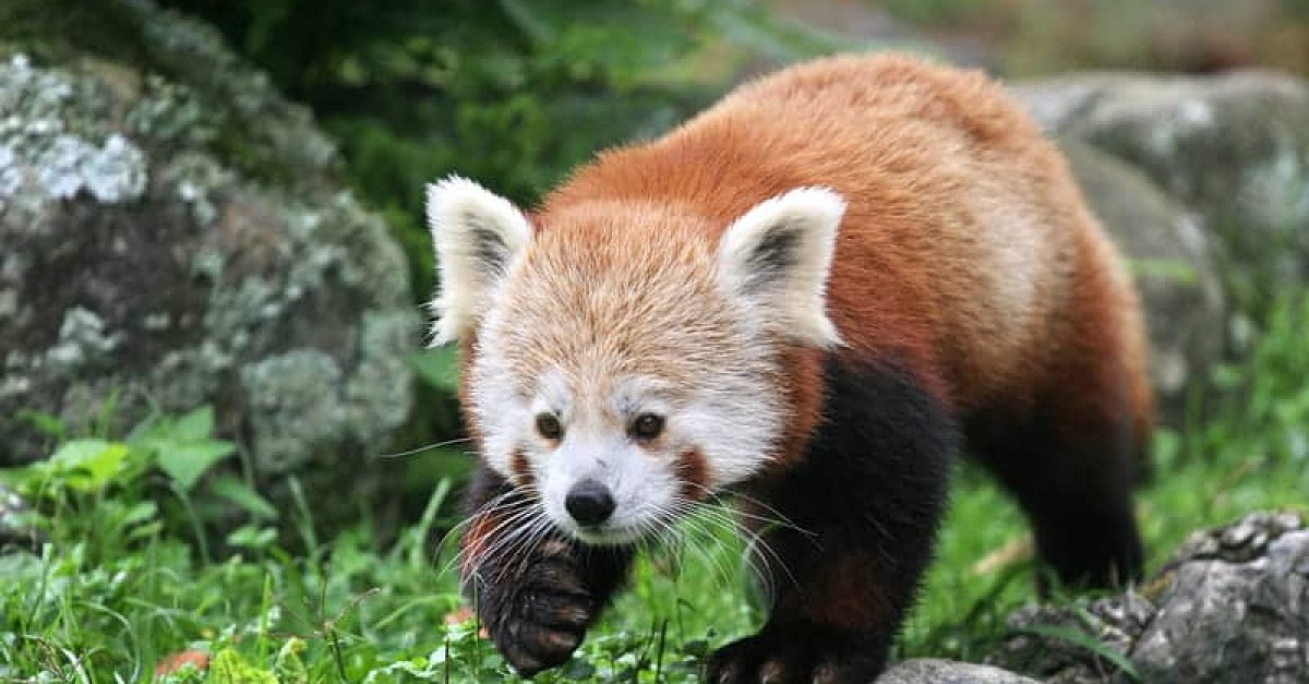 Soigneur d'un jour au Parc Animalier d'Auvergne