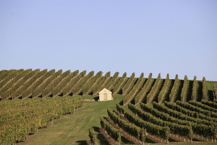 Le vignoble de Saint-Pourçain, dans l'Allier